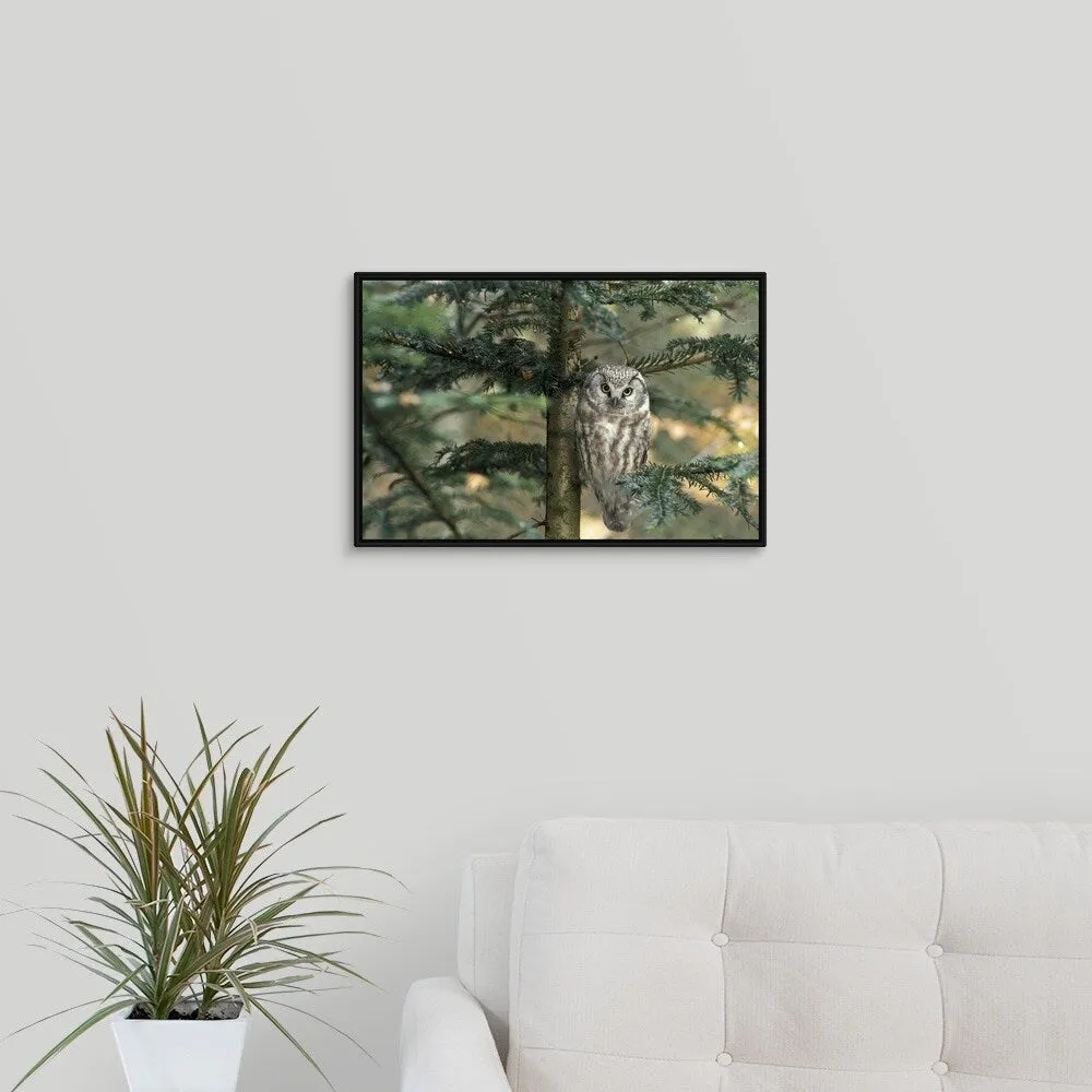 " Owl in Tree " Black Float Frame Canvas Art