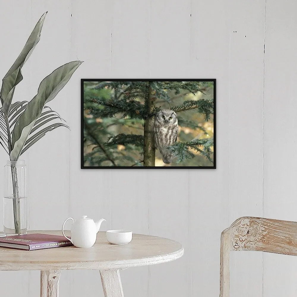 " Owl in Tree " Black Float Frame Canvas Art