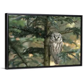 " Owl in Tree " Black Float Frame Canvas Art