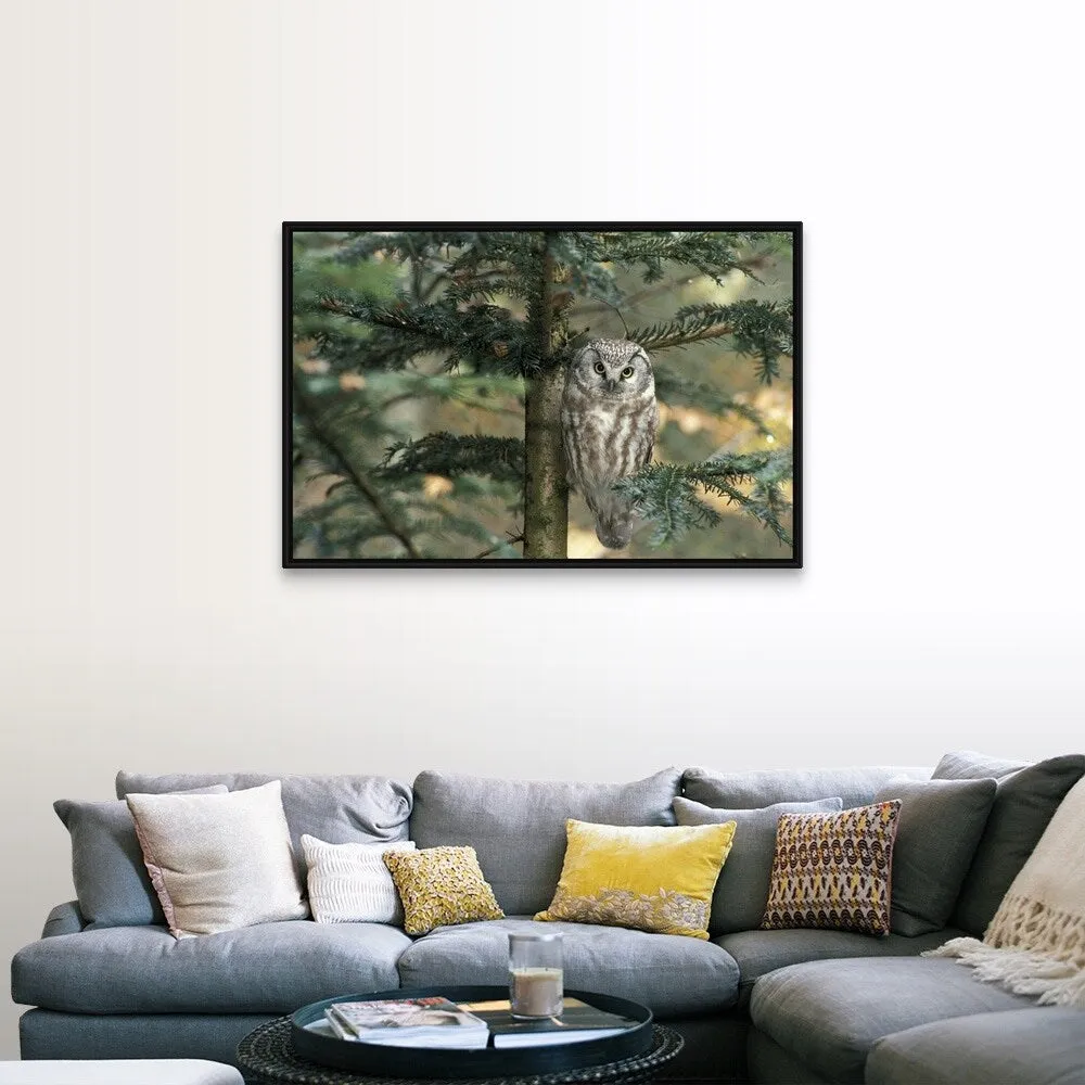 " Owl in Tree " Black Float Frame Canvas Art
