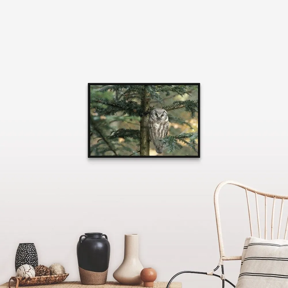 " Owl in Tree " Black Float Frame Canvas Art