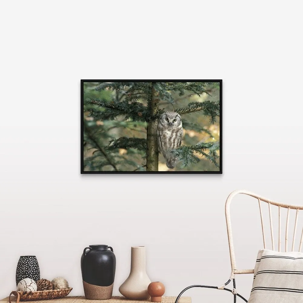 " Owl in Tree " Black Float Frame Canvas Art